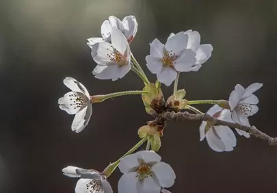 Exquisite Cherry Blossoms: A Glimpse of Spring's Delicate Beauty