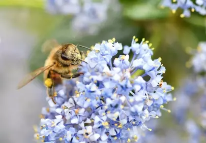 Vibrant Macro: Busy Bee on Blooming California Lilac