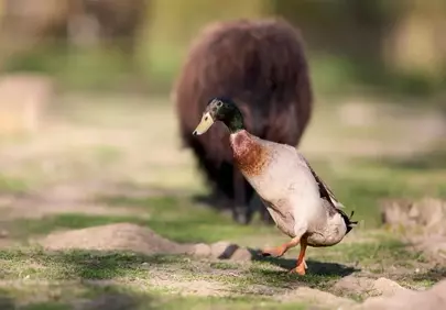 Dynamic Indian Runner Duck Striding in Natural Habitat