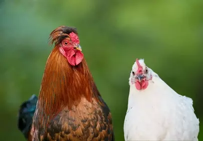 Vibrant Farm Duo: Majestic Rooster and Hen Portrait