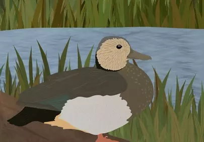 Serene Duck Illustration: Peaceful Pond Wildlife Art