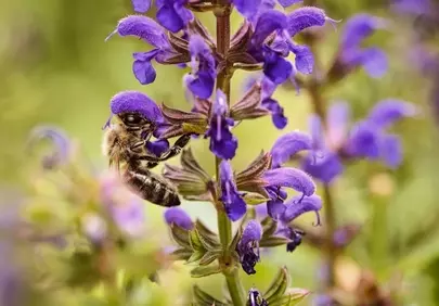 Vibrant Purple: Busy Bee on Meadow Sage
