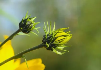 Vibrant Yellow Flower Buds: Nature's Unfolding Beauty