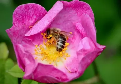 Vibrant Pink Rose: Bee's Pollen Paradise