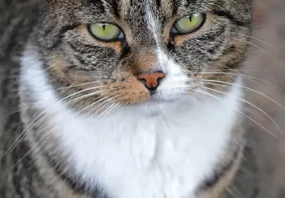 Captivating Feline Gaze: An Intense Cat Portrait