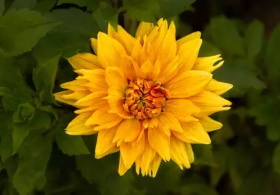 Vibrant Golden Dahlia: A Summer Blossom's Macro Beauty
