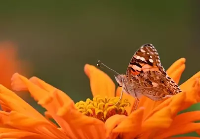 Vibrant Zinnia Blossom with a Painted Lady Butterfly