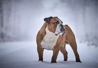 Majestic Bulldog in Snow: A Winter Wonderland Pet Portrait