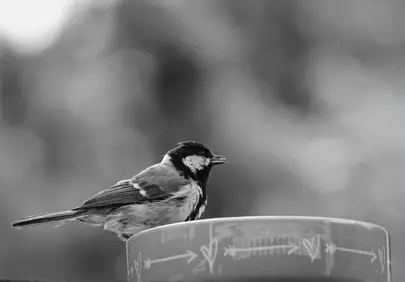 Striking Black and White Tit Perched on Feeder