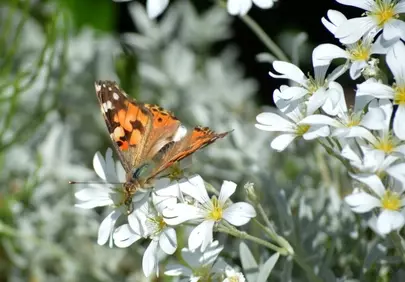Vibrant Butterfly Alights on Delicate White Blooms