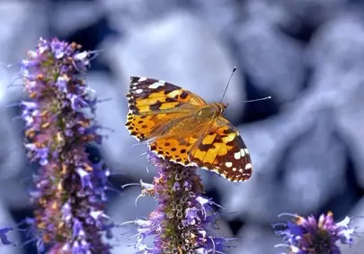 Vibrant Thistle Butterfly: Nature's Resilient Pollinator in Summer