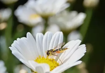 Vibrant Daisy Dance: Bee's Nectar Quest