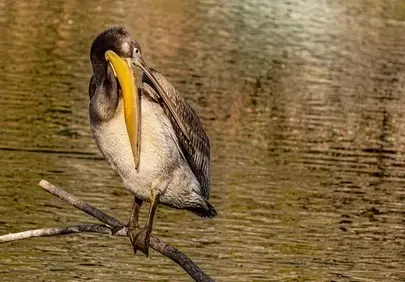 Majestic Brown Pelican: Nature's Graceful Waterbird in Serenity