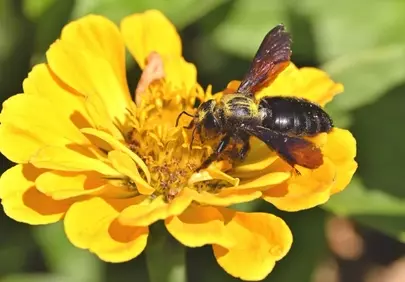 Vibrant Zinnia Bloom: Carpenter Bee's Pollination Dance