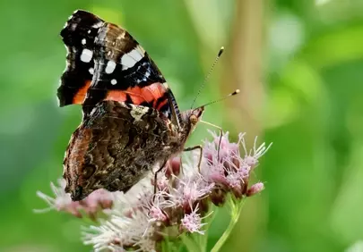 Vibrant Admiral Butterfly on Pink Flower in Nature's Embrace