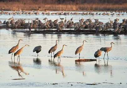 Majestic Dawn: Sandhill Cranes Flock in Nebraska Wetlands