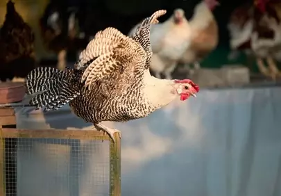 Vibrant Free-Range Hen Spreading Wings in Golden Light