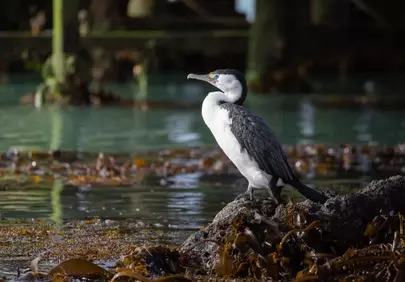 Majestic Cormorant Perched at Sunset on a Rocky Coastline