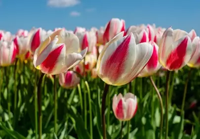 Vibrant Spring: Stunning Red and White Tulips in Full Bloom