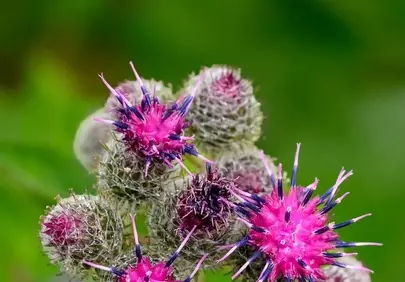 Vibrant Thistle Bloom: Macro Summer Wildflower Beauty