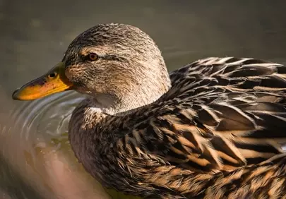 Serene Mallard: A Close-Up of Nature's Waterfowl Beauty