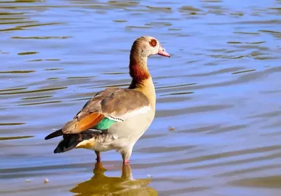 Majestic Egyptian Goose: A Wild Bird's Serene Moment in Nature's Lake