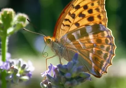 Stunning Fritillary Butterfly on Lavender at Sunset