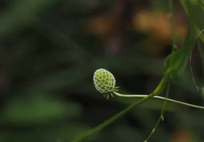 Vibrant Green Bud: Nature's Delicate Macro Detail