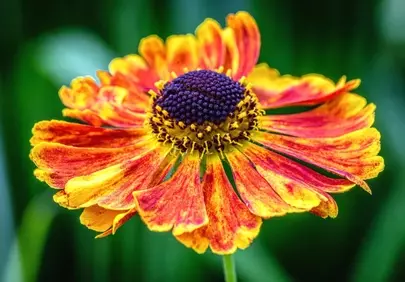 Vibrant Autumn Bloom: Fiery Petals and Purple Hues