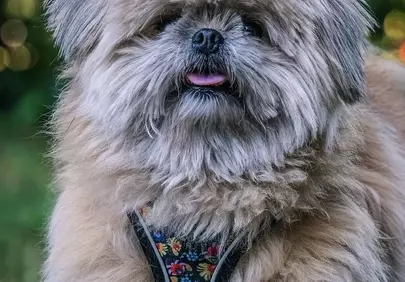 Chubby Pekingese Puppy with Fluffy Fur in Nature