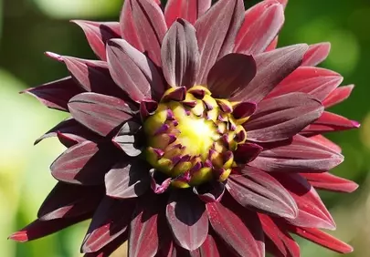 Stunning Dark Red Dahlia: A Macro Nature's Masterpiece