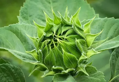 Vibrant Green Sunflower Bud: Nature's Unfolding Beauty