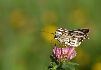 Enchanting Butterfly Foraging on a Pink Wildflower