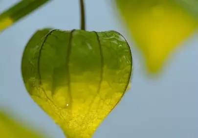 Vibrant Physalis: Dew-Kissed Summer Green in Macro