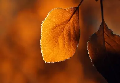 Golden Hour Glow: Captivating Autumn Leaf Details