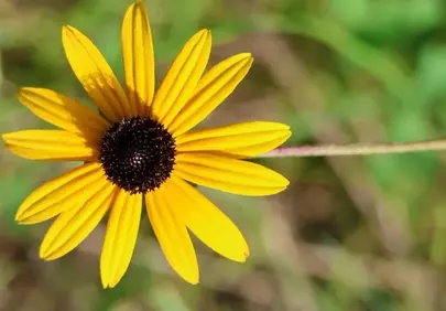 Vibrant Yellow Rudbeckia Hirta: A Macro Delight