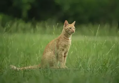 Vibrant Ginger Cat in Lush Green Meadow