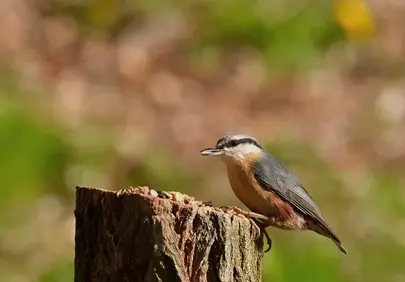 Vibrant Nuthatch Feeding in Serene Wilderness