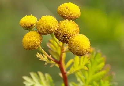 Vibrant Yellow Tansy Blooms: Summer's Golden Radiance