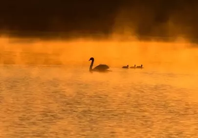 Golden Hour Serenity: Swans on a Misty Pond