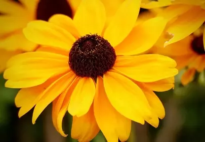 Vibrant Yellow Black-Eyed Susan: A Summer Garden's Delight