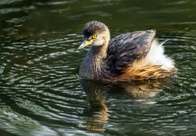 Serene Australasian Grebe Gliding on Tranquil Waters