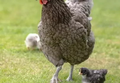 Charming Hen and Chicks: A Delightful Spring Farm Scene