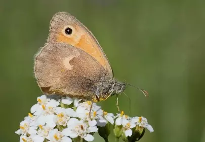 Delicate Butterfly Resting on a Blooming Wildflower