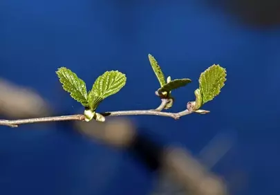 Vibrant Spring Growth: Fresh Green Buds Against Blue Sky