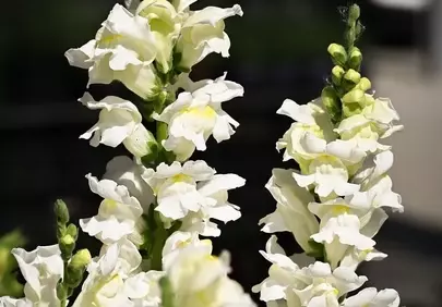 Stunning White Snapdragons: Serene Beauty in Bloom