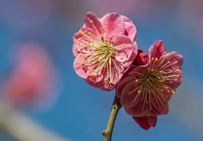 Vibrant Pink Plum Blossoms Against Azure Sky