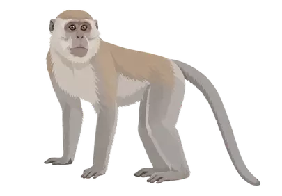 Captivating Macaque: Lifelike Wildlife Illustration