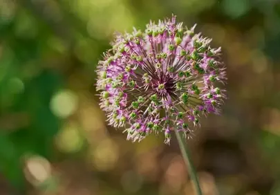 Vibrant Purple Allium: A Stunning Floral Macro
