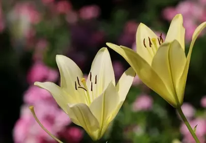 Vibrant Yellow Lilies: A Macro Shot of Spring's Delicate Beauty